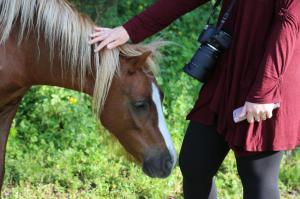 pic a horse סדנאות