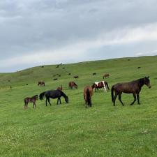 pic a horse סדנאות