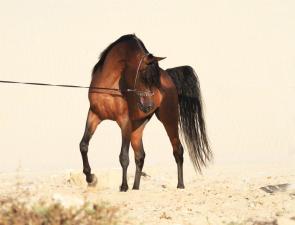 pic a horse סדנאות