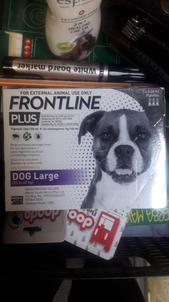 שלומי הכל לכלב שלומי הכל לכלב