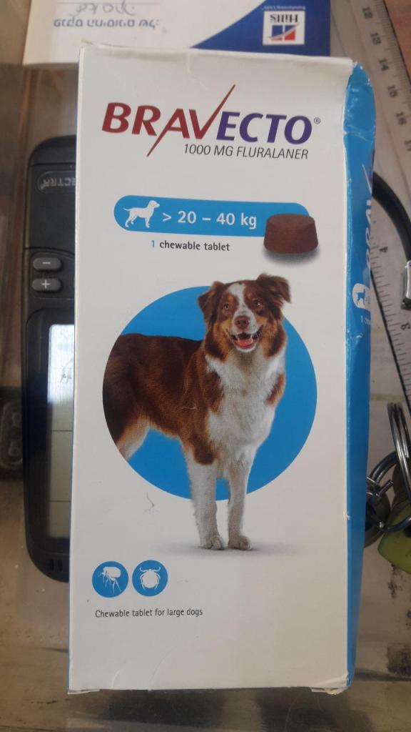 שלומי הכל לכלב שלומי הכל לכלב