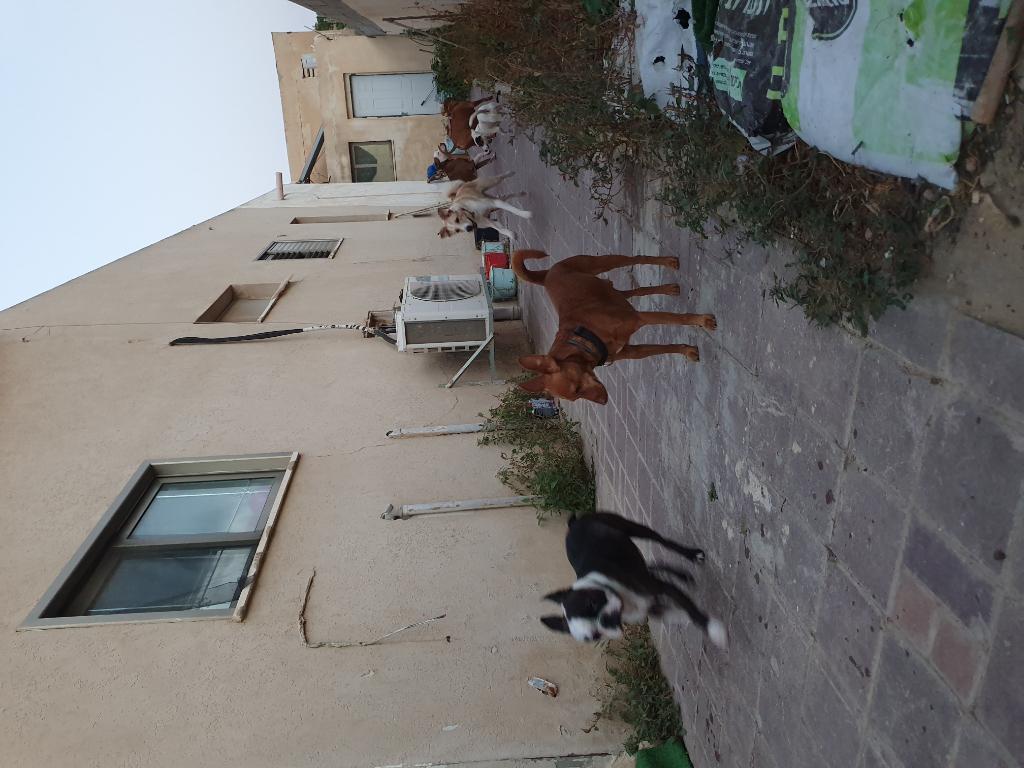 הפנסיון של קארין הפנסיון של קארין