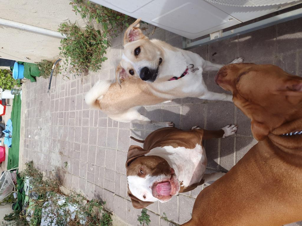 הפנסיון של קארין הפנסיון של קארין