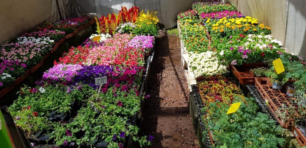 משתלת נווה מדבר משתלת נווה מדבר