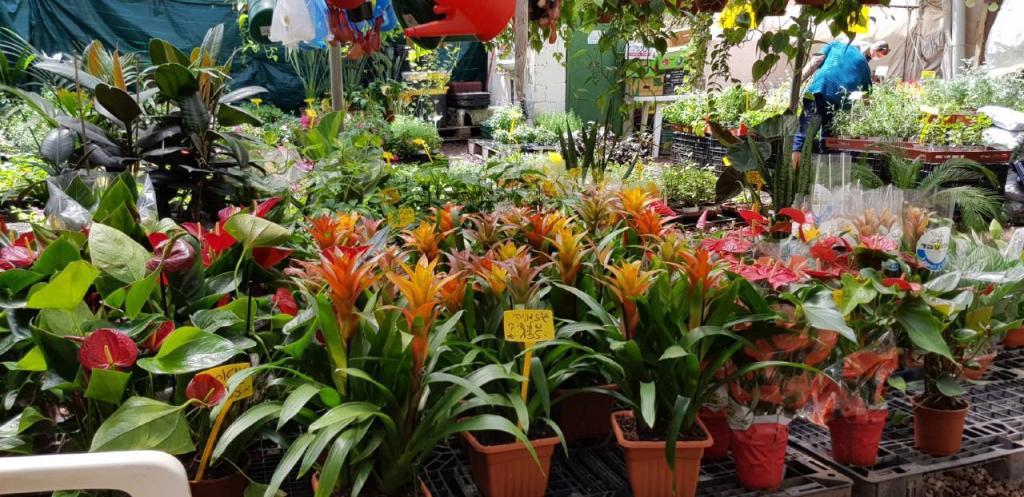 משתלת נווה מדבר משתלת נווה מדבר