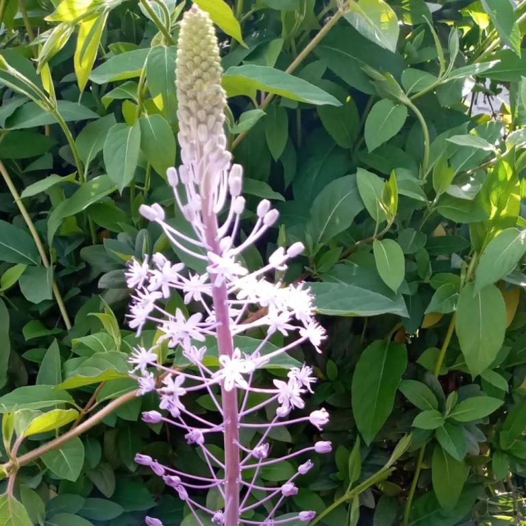גינון תמיר גינון תמיר