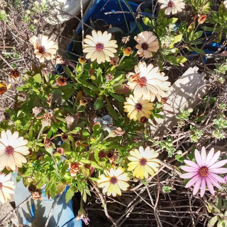 גינון תמיר גינון תמיר