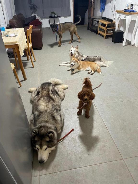 רז אילן בית הכלב המבסוט רז אילן בית הכלב המבסוט