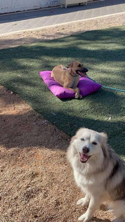 רז אילן בית הכלב המבסוט רז אילן בית הכלב המבסוט