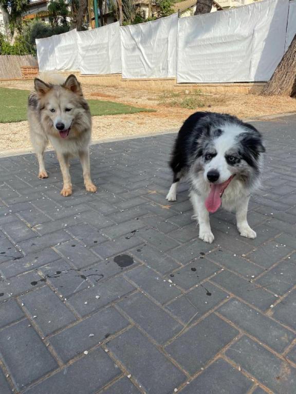 רז אילן בית הכלב המבסוט רז אילן בית הכלב המבסוט