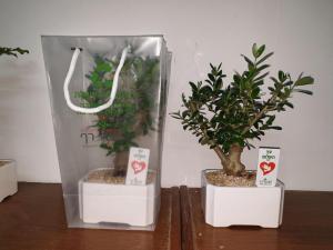 צמחים באהבה