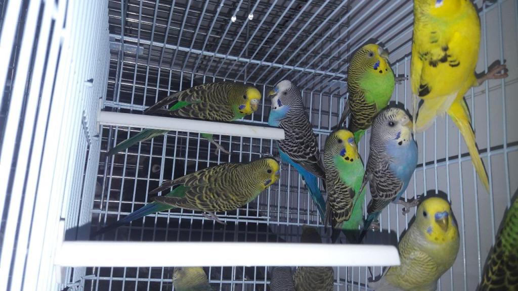 אקווה מאדנס אקווה מאדנס