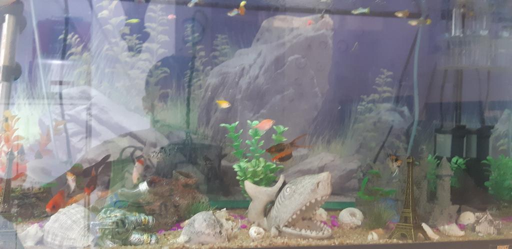 אקווה מאדנס אקווה מאדנס