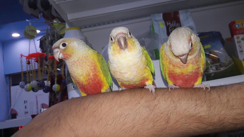 אקווה מאדנס אקווה מאדנס