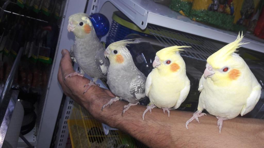 אקווה מאדנס אקווה מאדנס