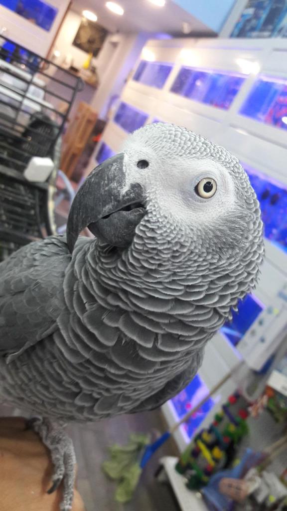 אקווה מאדנס אקווה מאדנס