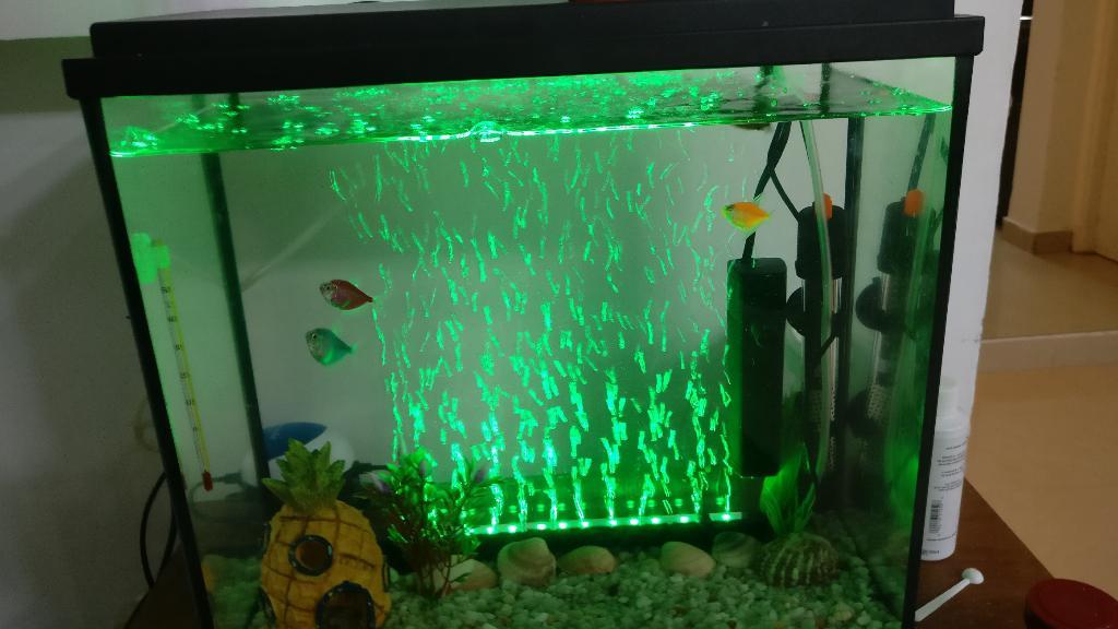 אנימל שופ אנימל שופ