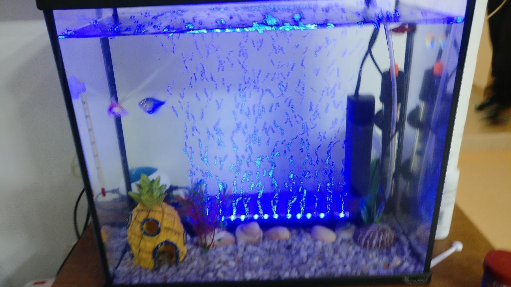 אנימל שופ אנימל שופ