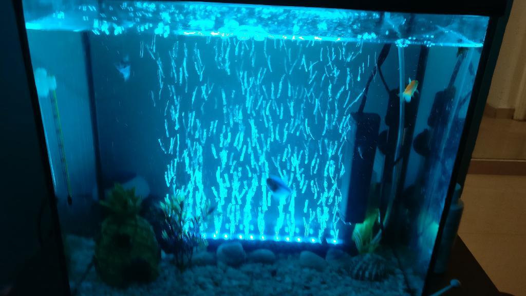 אנימל שופ אנימל שופ