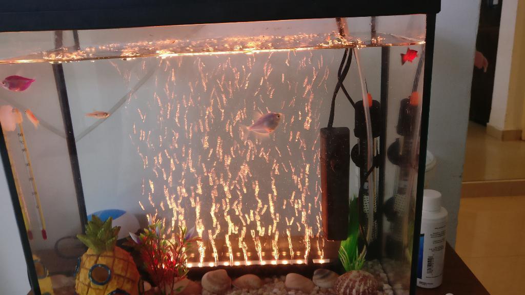 אנימל שופ אנימל שופ