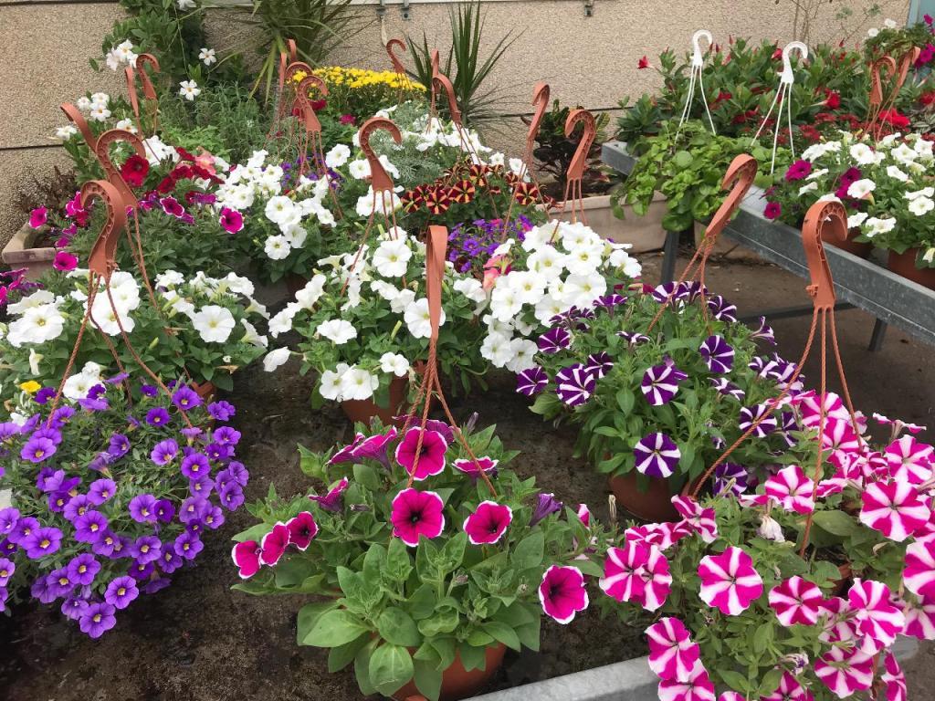 משק 25 פרחים משק 25 פרחים