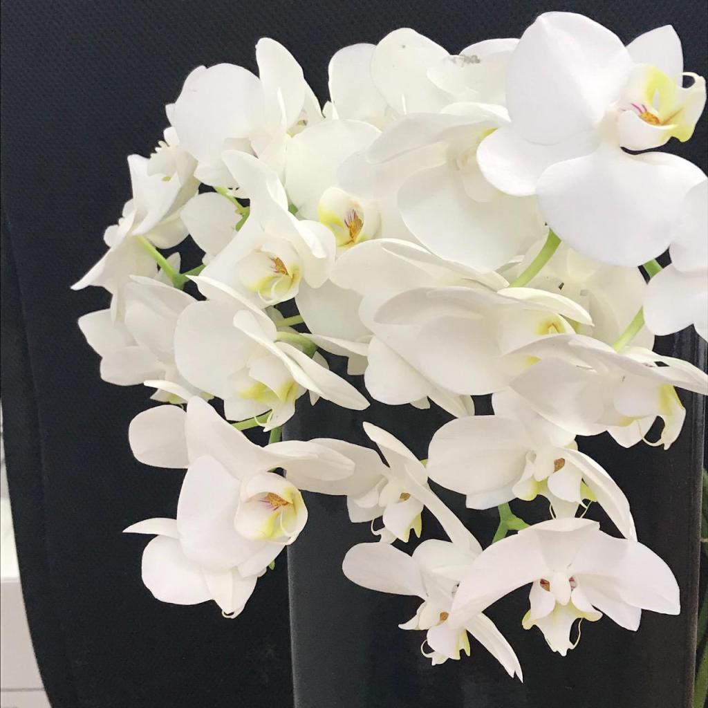 משק 25 פרחים משק 25 פרחים