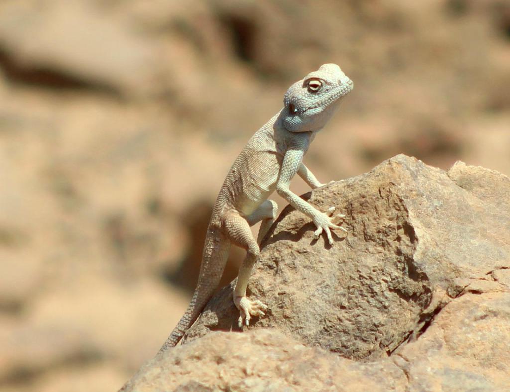 בראשית טיולי מדבר בראשית טיולי מדבר