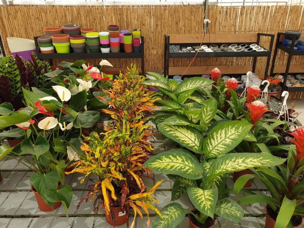 משתלת בלבן משתלת בלבן