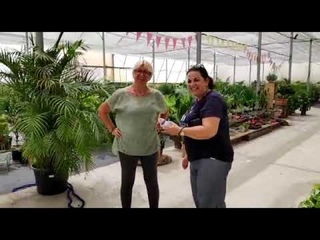 משתלת בלבן משתלת בלבן