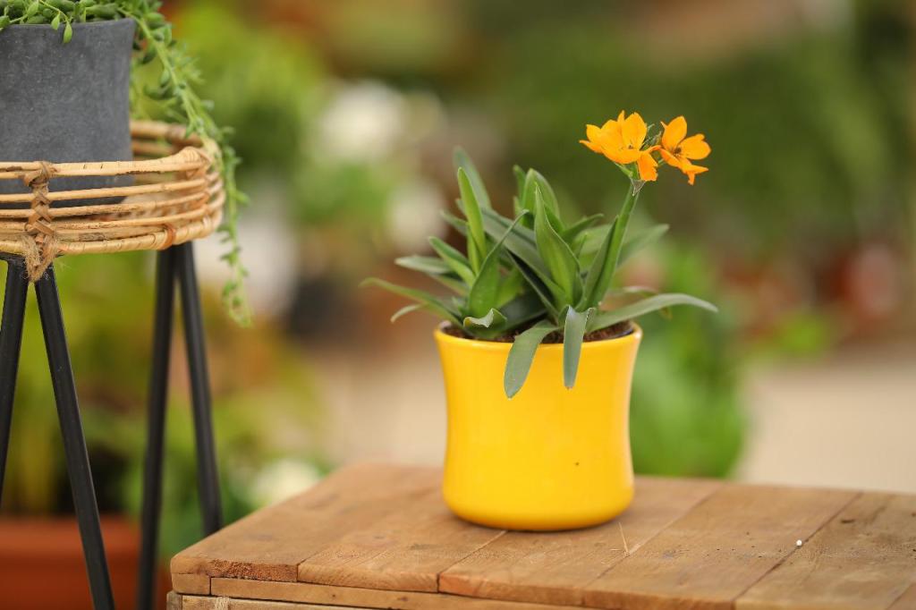 משתלת בלבן משתלת בלבן