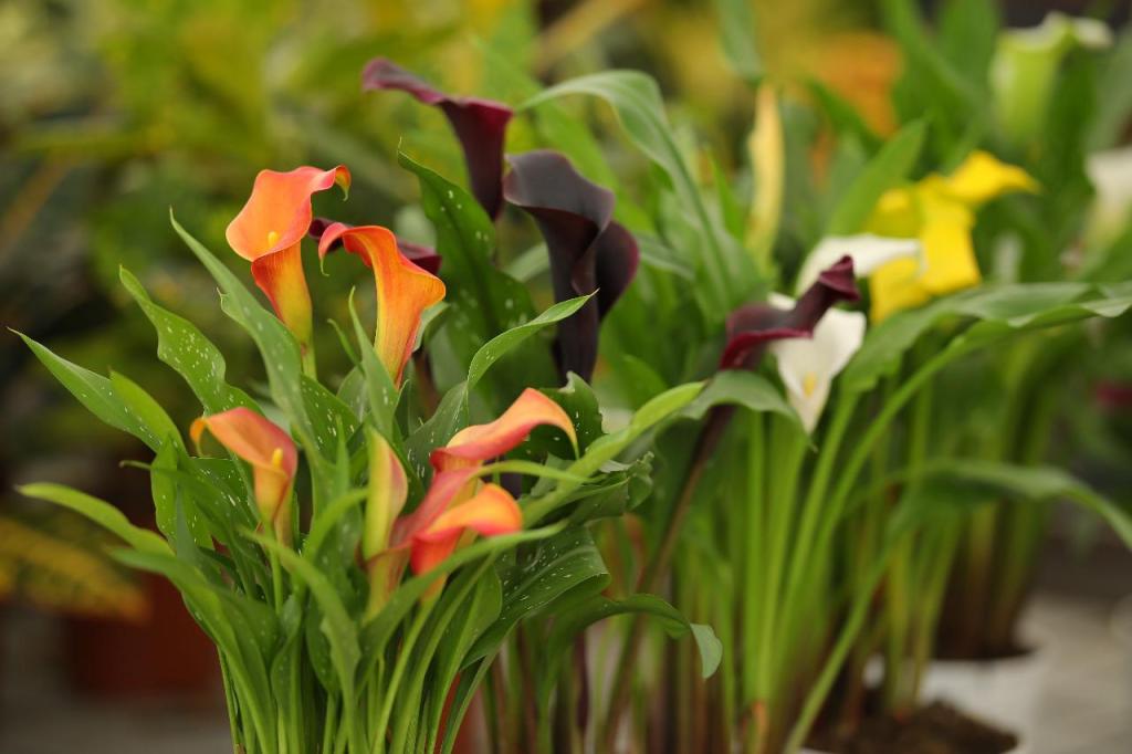 משתלת בלבן משתלת בלבן