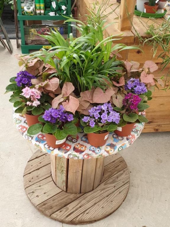 משתלת בלבן משתלת בלבן