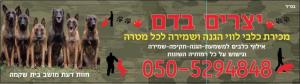 אילוף כלבים יצרים בדם