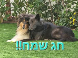 לאבלי כלבלי