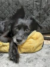 My Doggy