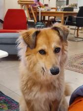 My Doggy