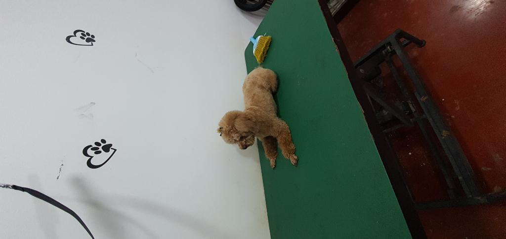 פוצ' מספרת כלבים פוצ' מספרת כלבים