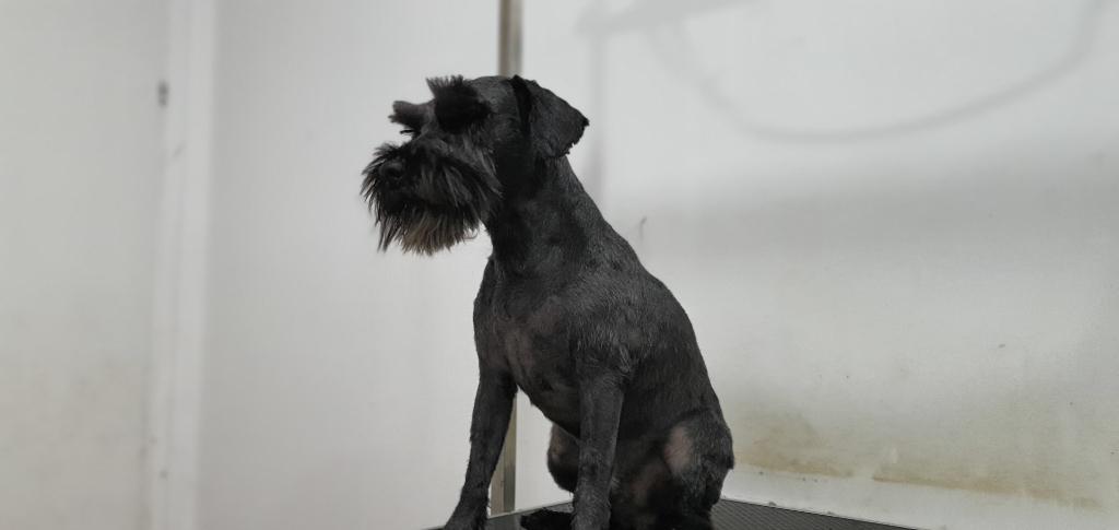 פוצ' מספרת כלבים פוצ' מספרת כלבים