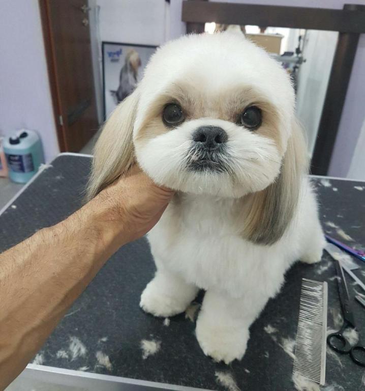 פוצ' מספרת כלבים פוצ' מספרת כלבים