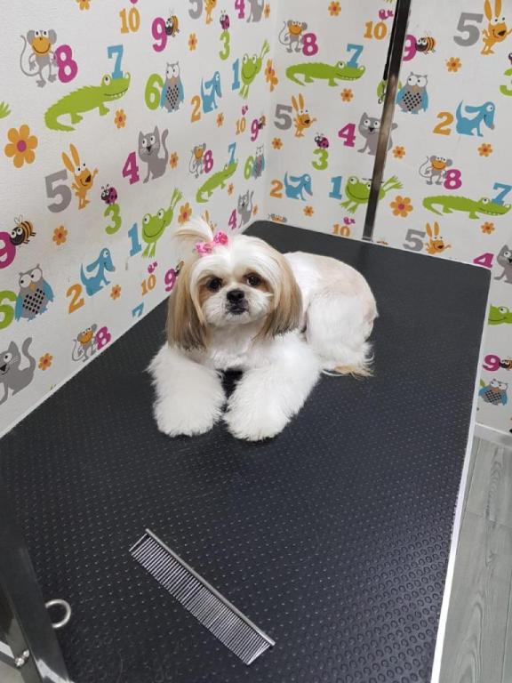 פוצ' מספרת כלבים פוצ' מספרת כלבים