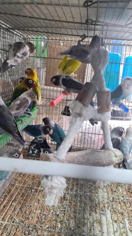 יקיר חיות ודייג יקיר חיות ודייג