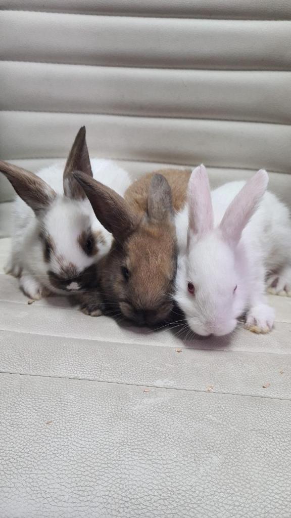 יקיר חיות ודייג יקיר חיות ודייג