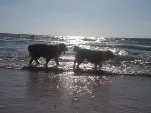 My Pack