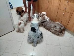 My Pack