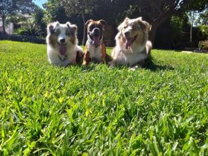My Pack