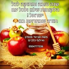 משה אביגד פנסיון לכלבים