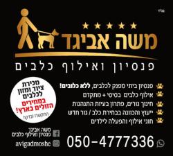 משה אביגד פנסיון לכלבים