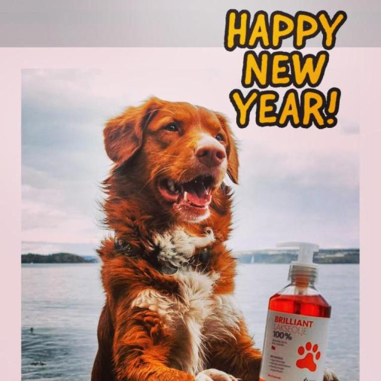 יאיר לחי יאיר לחי