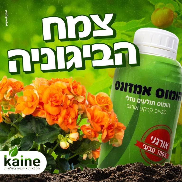 קיינה לנציאנו ועוז בעמ קיינה לנציאנו ועוז בעמ