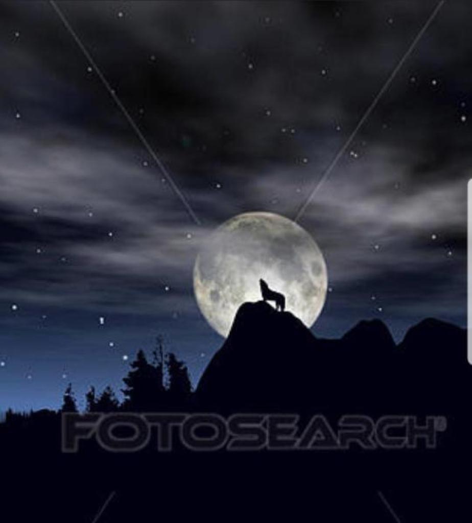 שווק מונלייט שווק מונלייט